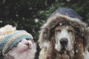 El invierno puede ser desafiante para las mascotas, pero con cuidado y planificación, pueden mantenerse seguras y cómodas.