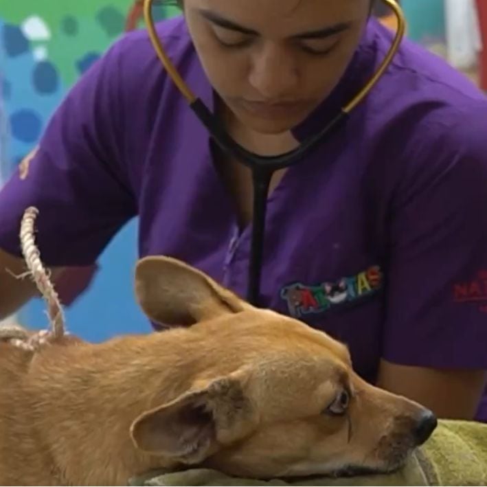 Tras ser rescatado, Doki fue atendido por veterinarios.