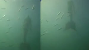 En un video viral de TikTok se observa lo que sería una sirena nadando. Aunque no se especifíca en que parte del Océano Pacífico fue vista ni la fecha de la grabación, muchos piensan que es real.