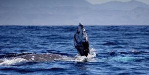Durante los cinco meses de estadía de la ballena, cerca de 70.000 visitantes de todo el mundo llegan con la ilusión de conocer a este gigante de 12 metros de longitud y 27.000 kilogramos de peso y a sus entrañables ballenatos.