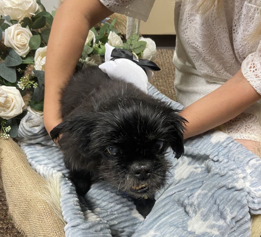 Pareja se casó en veterinaria para que su perrito enfermo pudiera asistir