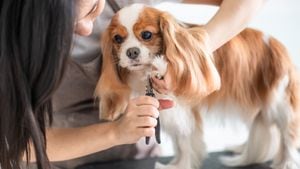 Cortar las uñas de su perro podrá evitar que rasguñe algunas superficies de su hogar.