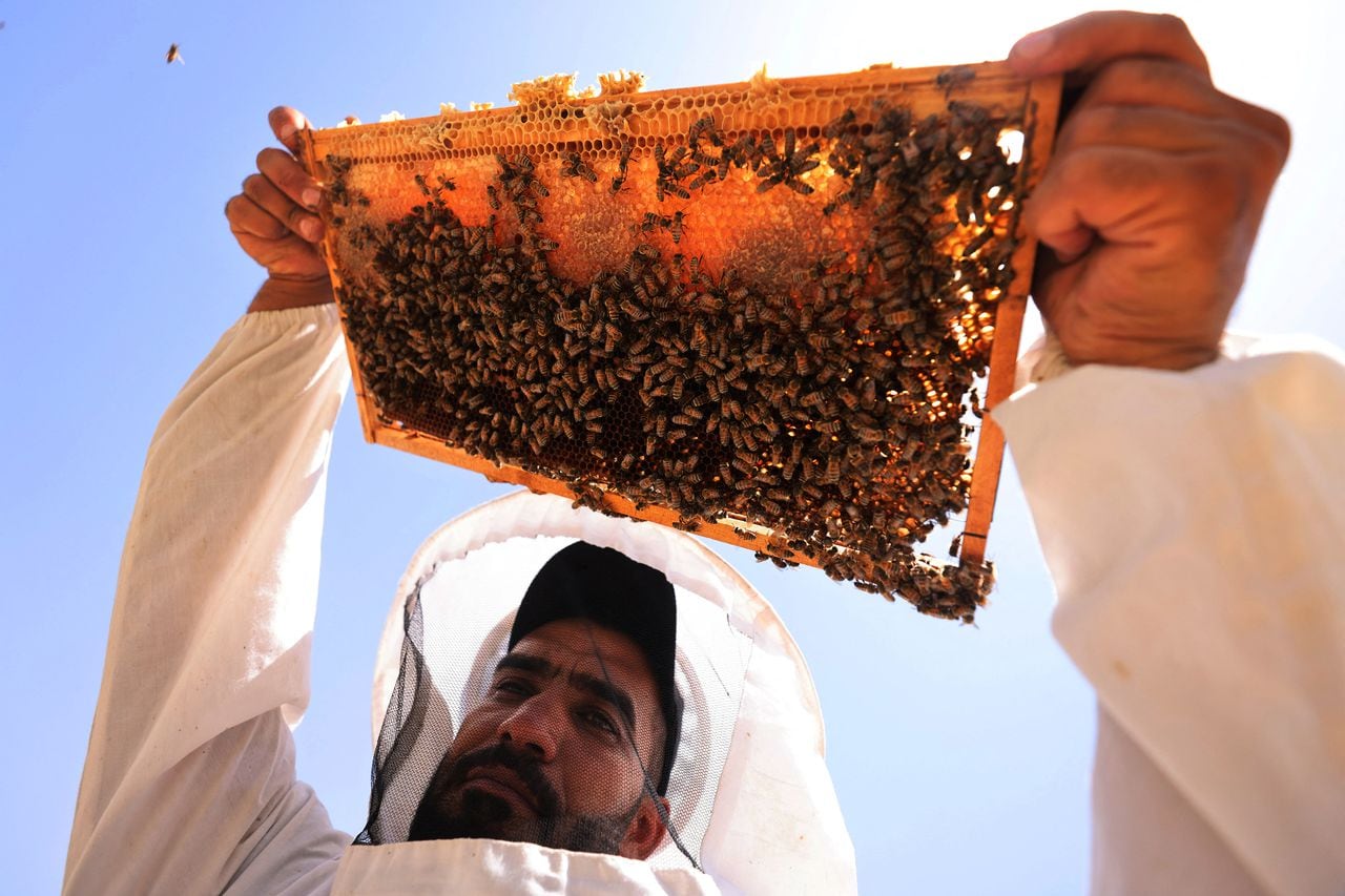 Un calor opresivo azota la provincia central iraquí de Babilonia, donde la sequía y el aumento de las temperaturas están afectando a las abejas y producción de miel.