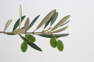 Las hojas de olivo tienen propiedades beneficiosas para el organismo.