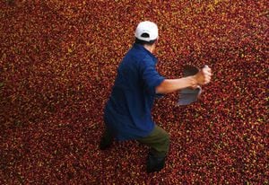 El café es una de las materias primas más golpeadas en precio durante el año. Su desvalorización es del 21,04% y se cotiza en Nueva York a US$113.55. La queja de los campesinos colombianos por los precios internacionales del grano evidencian su preocupante situación.