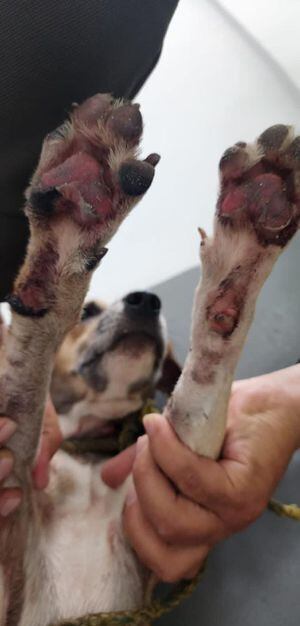 Así quedaron las patas del perro que fue maltratado por una pareja en Barranquilla.