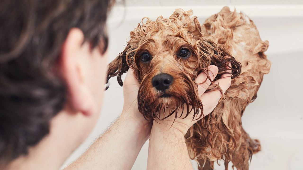 Conozca lo que no debe pasar por alto al bañar a su perro correctamente.