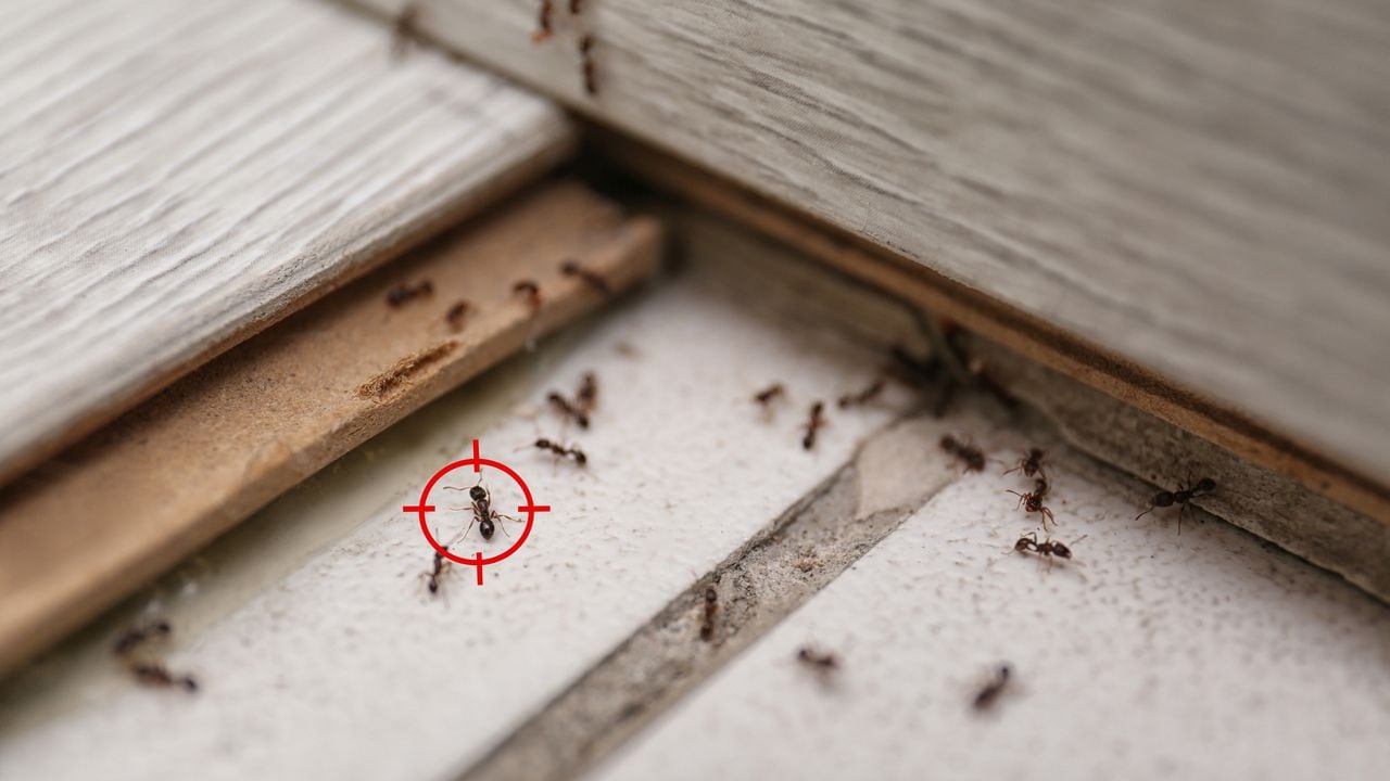 Las hormigas no son bienvenidas en casa, pero el orégano podría ser el  aliado en la lucha contra estas intrusas.