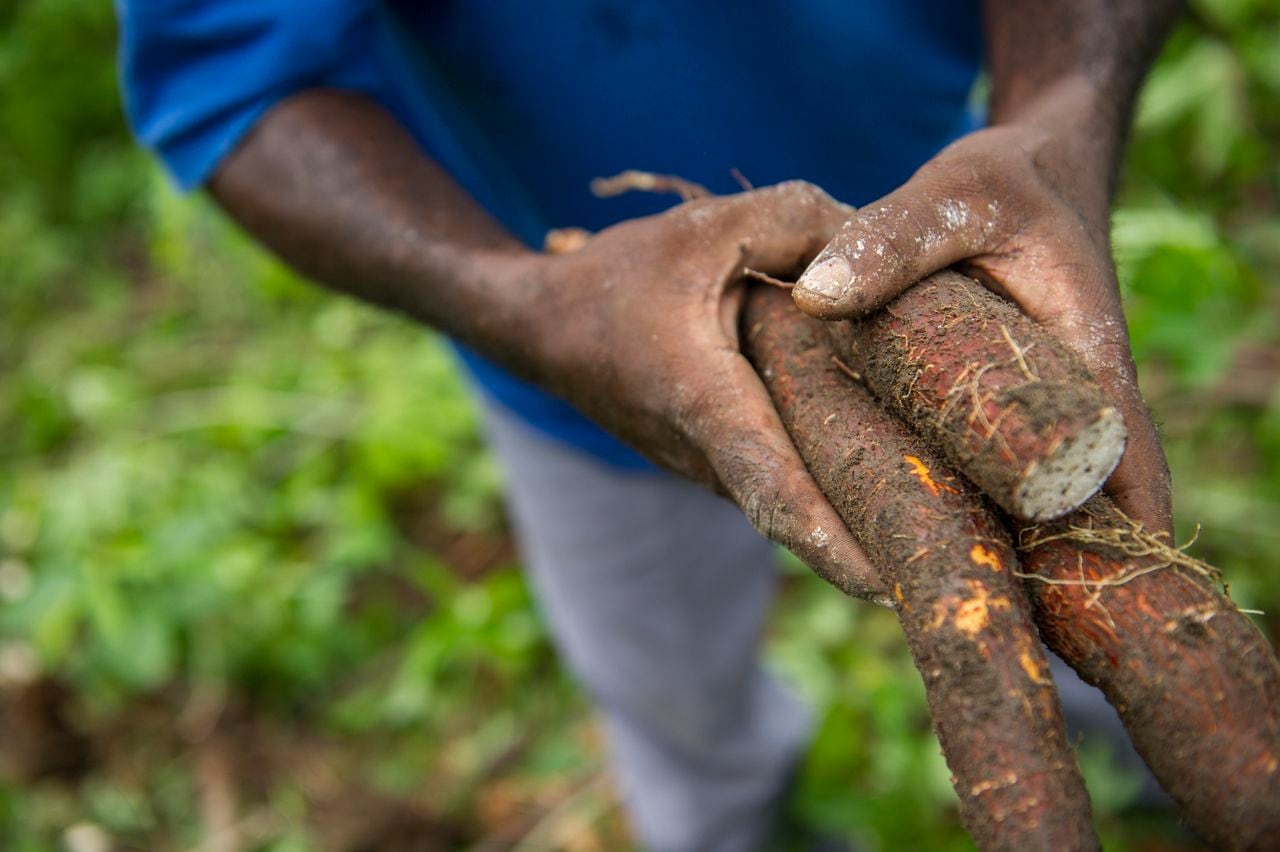 Members of the Maomaheh Farmer's Association in Sierra Leone have a cassava business where they harvest and process cassava. The plant can be ground up for couscous, processed for flour, oro stewed as a root vegetable.. Here, Mohamed Gbewca collects the roots.