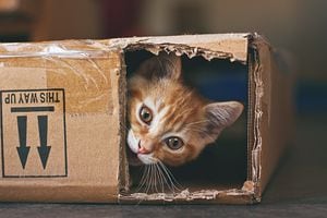 Ginger kitten playing with a cardboard box.