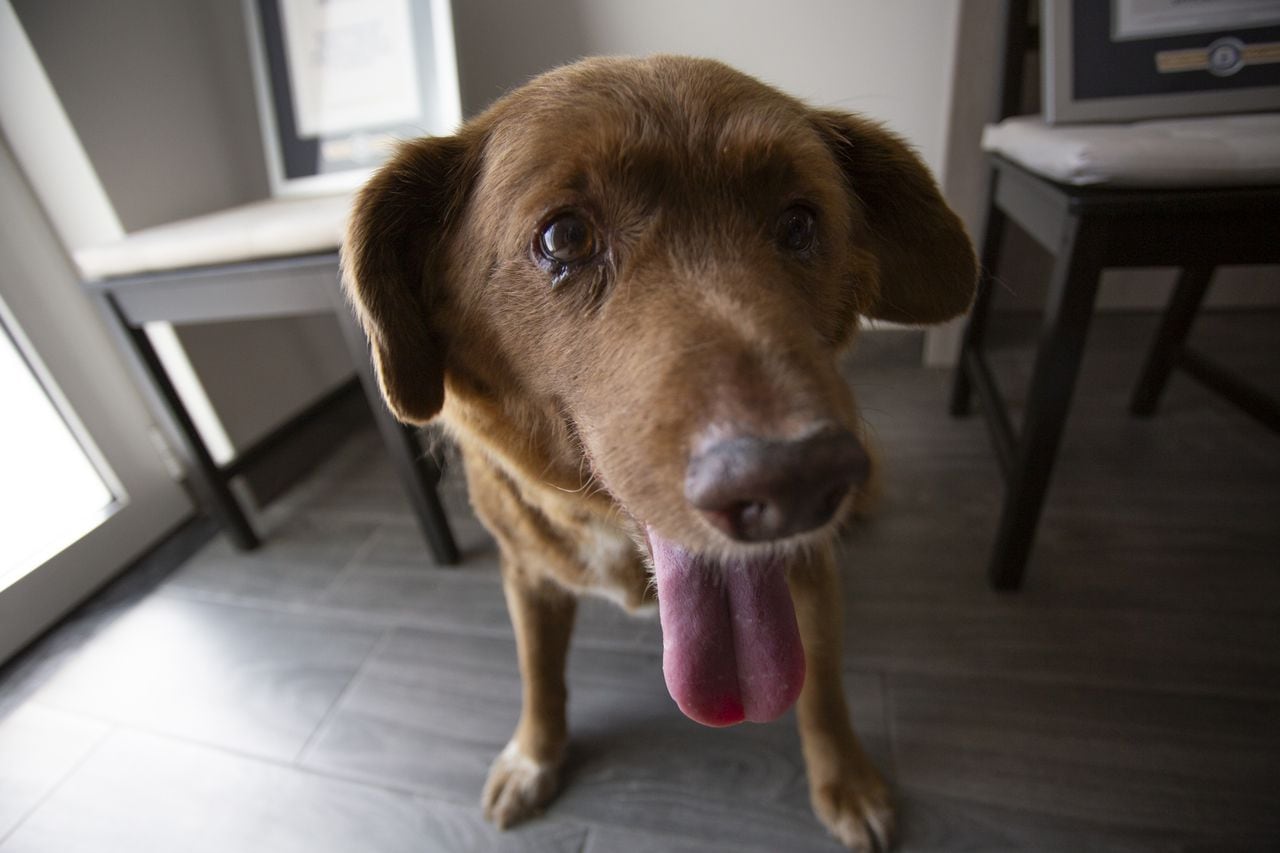 Guinness suspendió el récord del perro más viejo del mundo.