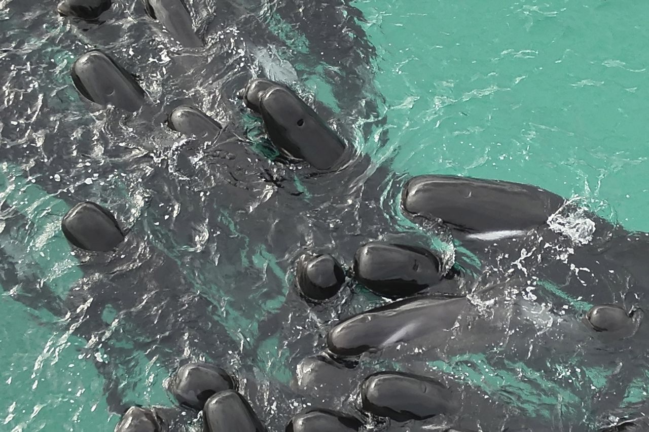 Las ballenas están encalladas y la mitad de ellas ya ha muerto preocupando a las autoridades.