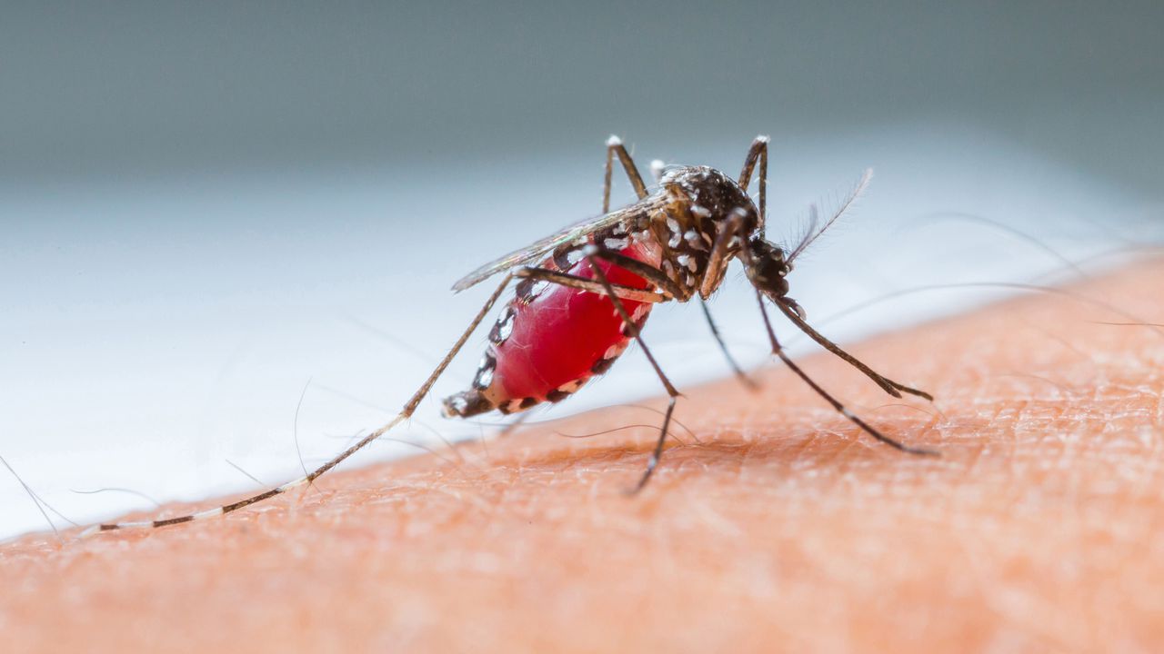 Tres personas pierden la vida en Santander debido a un brote de dengue, lo que genera una situación de alerta.