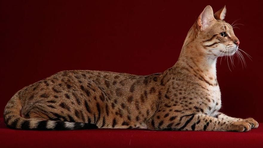 El gato Ashera, una de las razas más caras del mundo, destaca por su apariencia exótica y su rareza.