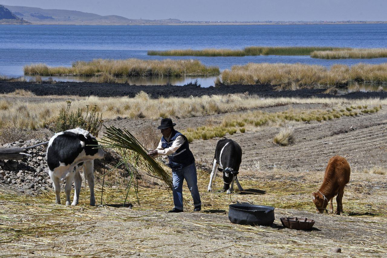 El nivel del agua del lago Titicaca, a 3.807 metros sobre el nivel del mar, se ubica hoy 25 centímetros por encima del mínimo histórico registrado en 1996, Lucia Walper, jefa de la Unidad de Pronósticos del Servicio Nacional de Hidrología y Meteorología de Bolivia (Senhami ), dijo a la AFP el 10 de agosto de 2023. (Foto de Aizar RALDES / AFP)