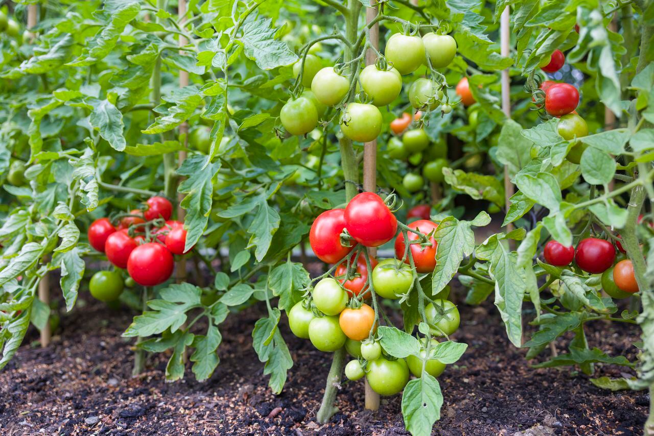 Plantas de tomate.