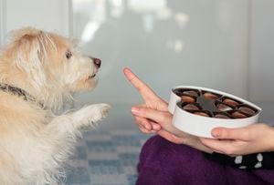 Los perros que comen chocolate corren el riesgo de intoxicarse.