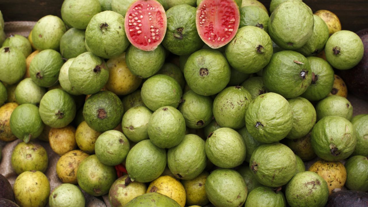 La guayaba es una fruta que se da durante todo el año.