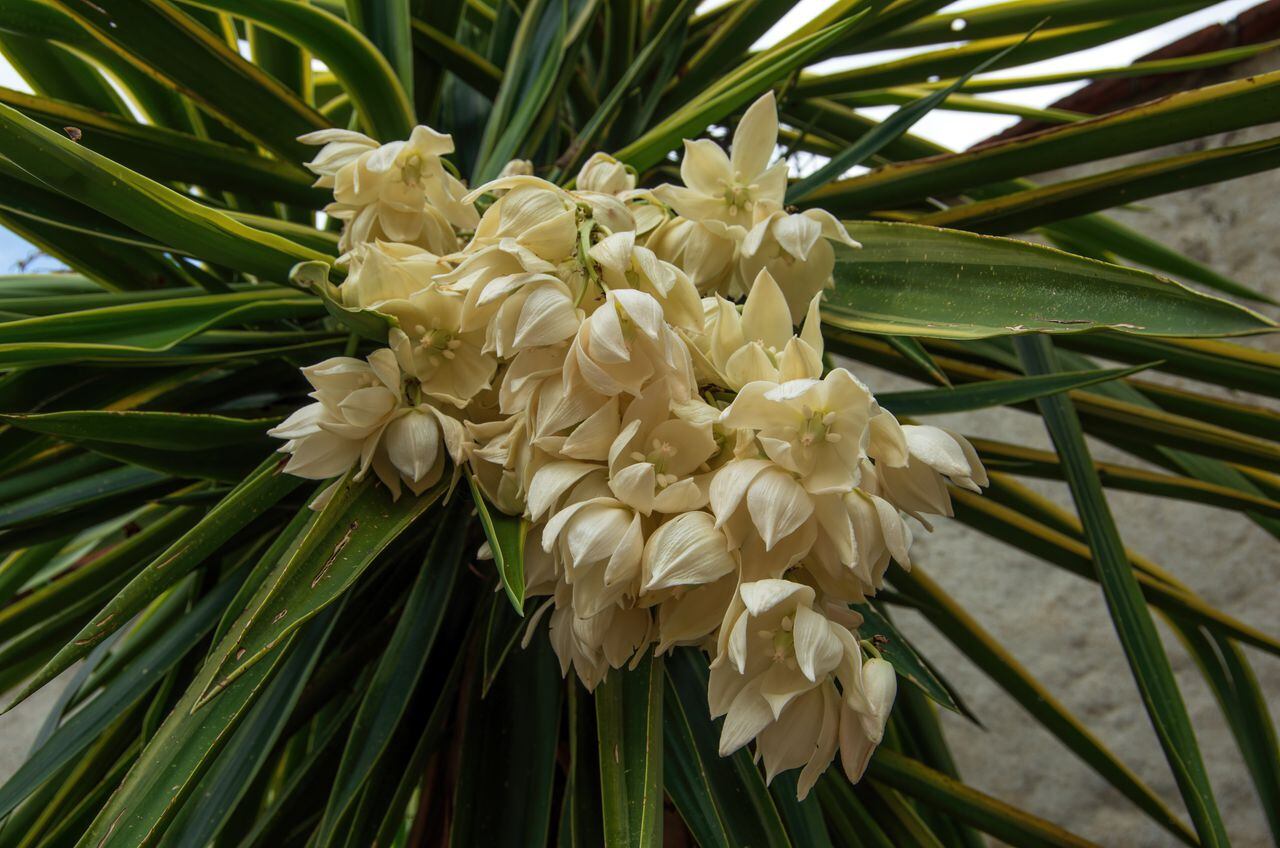 Con paciencia y dedicación, la flor de yuca se convierte en una adición encantadora al hogar.