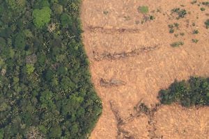 Con base en la proyección, la deforestación pasó de los 276,40 kilómetros cuadrados en noviembre de 2018 a 573,03 kilómetros cuadrados el mes pasado.