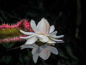 El nacimiento de esta flor se registró recientemente luego de varios intentos fallidos del Jardín Botánico.