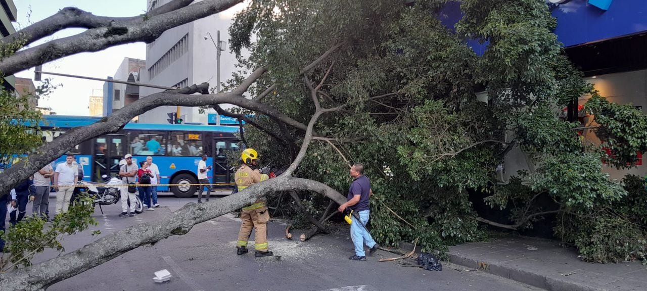 Se reportó caída de árbol en el Centro de Cali.