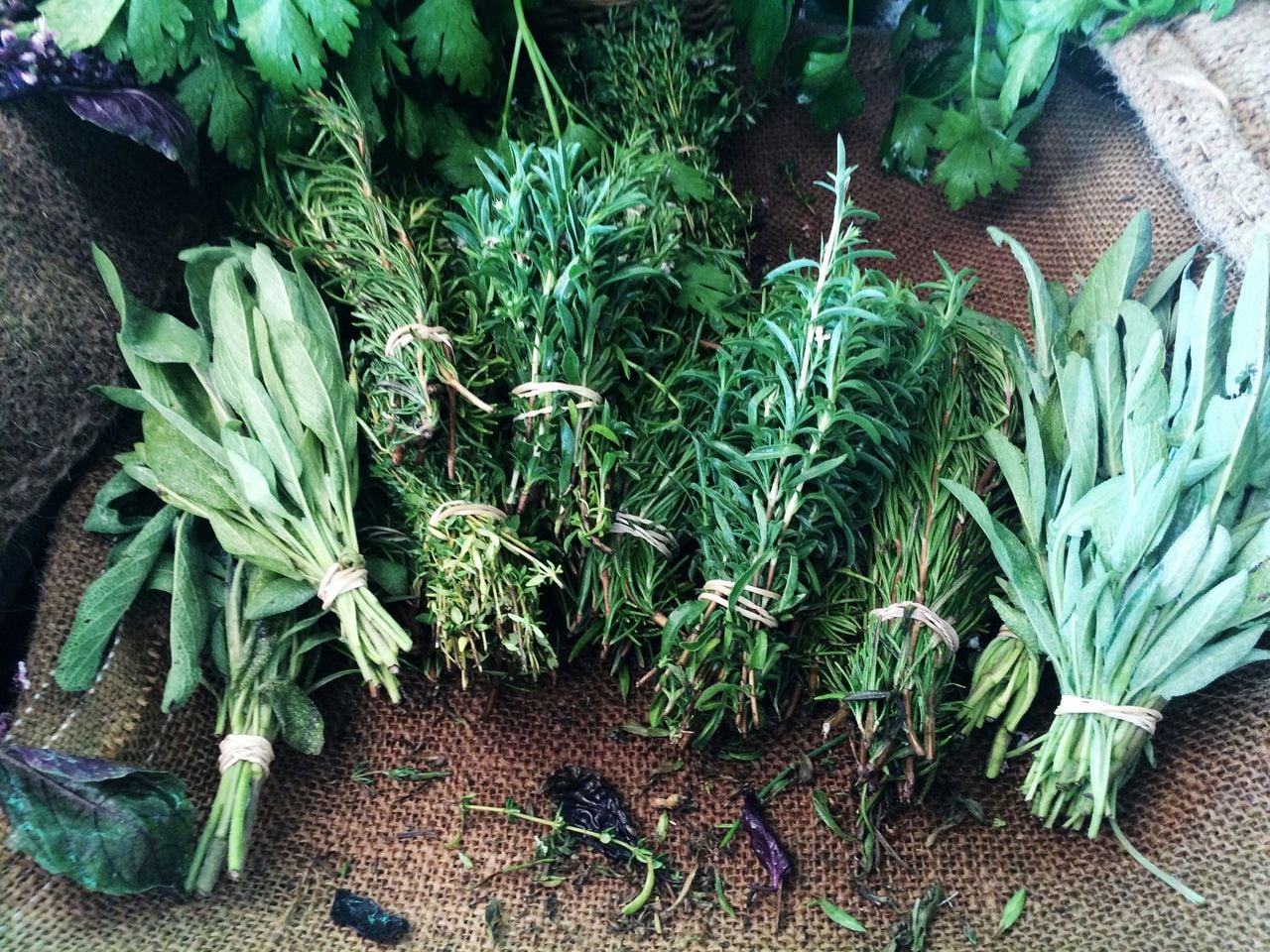 thyme,parsley, cilantro, oregano, basil, and rosemary