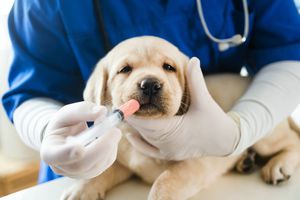 Cachorro en el consultorio veterinario, tomando medicamentos