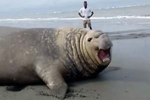 El animal fue visto en playas de La Barra, en la Costa Pacífica vallecaucana.