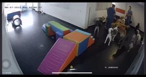Así reaccionaron los perros en una guardería de Bogotá, tras el sismo de 6.1.