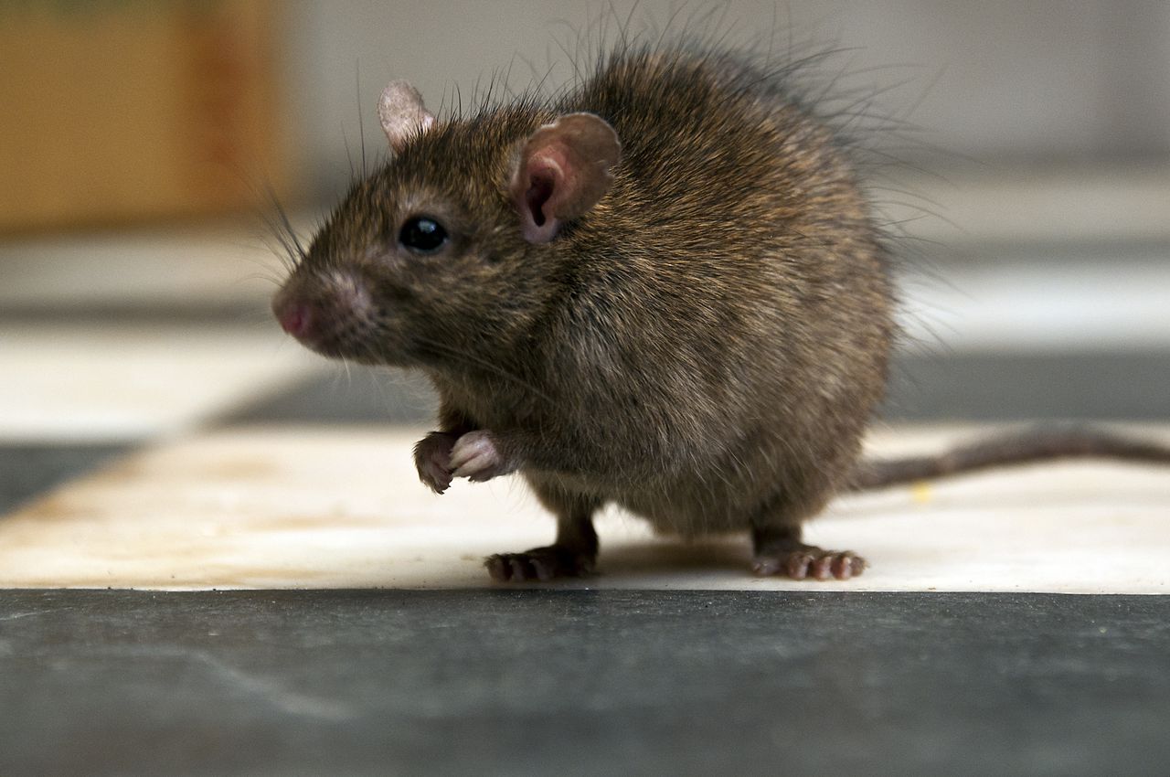 Este tipo de rata suele medir entre 16 cm y 25 cm.