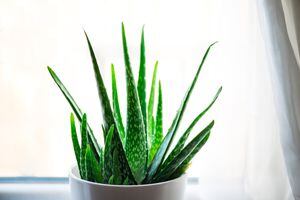 Colocar la Aloe Vera en distintos sitios del hogar puede abrir las puertas a un flujo positivo de energía y éxito.