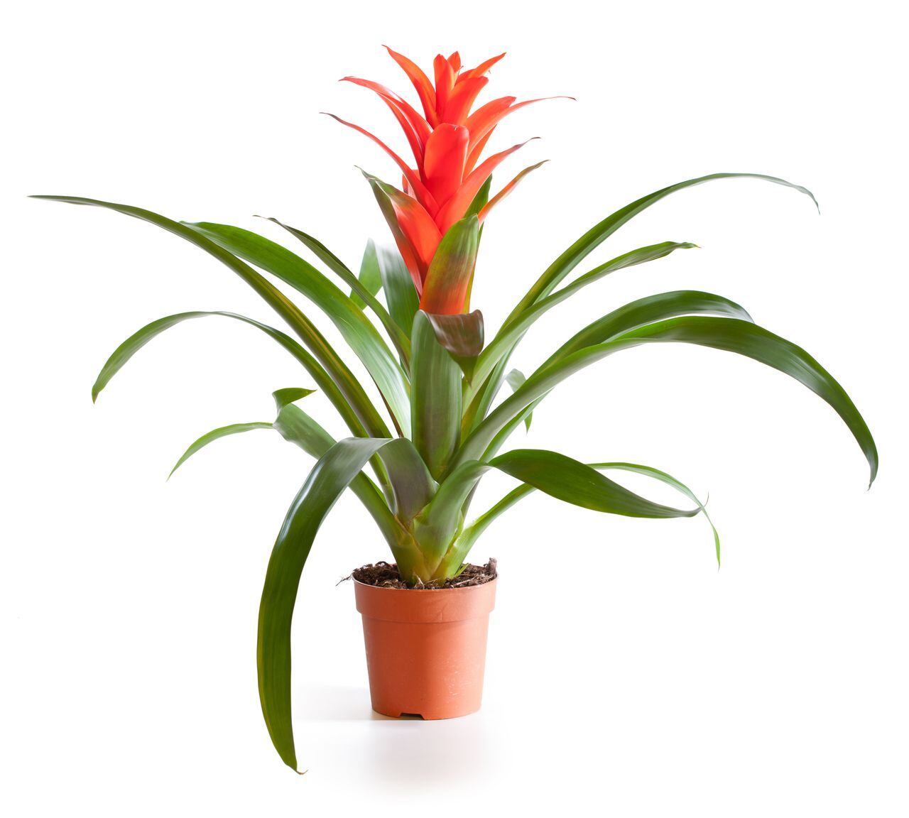Blossoming plant of guzmania in flowerpot isolated on white.