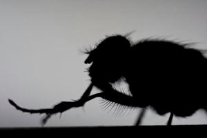Este fenómeno enigmático de las moscas revela un comportamiento más complejo de lo que podría parecer.