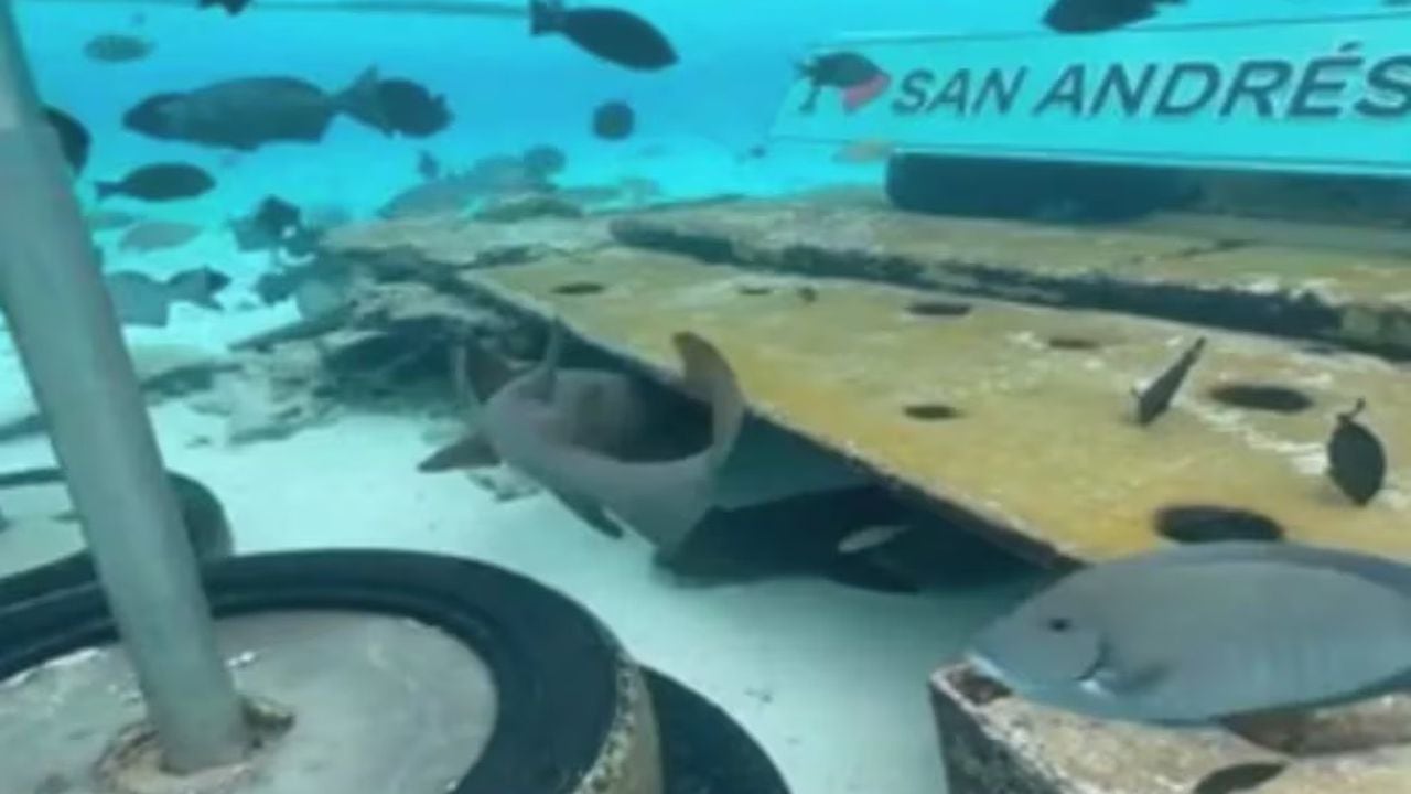 Hombre alimentaba a tiburón en San Andres