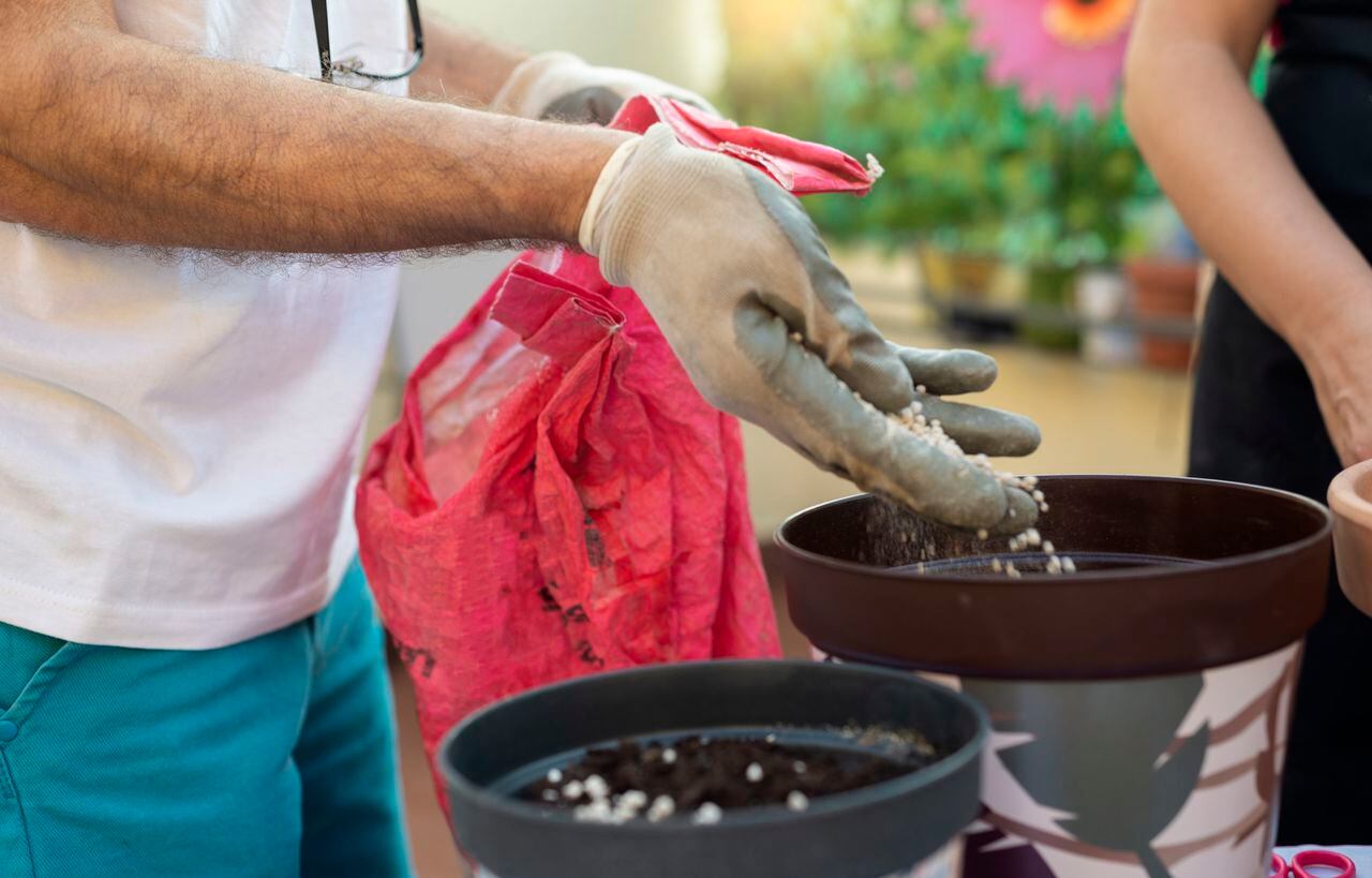 Conozca los pasos esenciales para sembrar y cuidar una planta de sábila en su propio hogar.