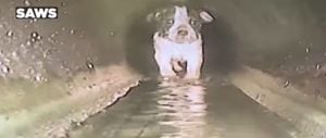 Tres perritos cayeron en una alcantarilla en Estados Unidos.