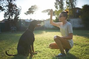 ¿Cuáles son las estrategias recomendadas para adiestrar a un perro y lograr una mayor obediencia?