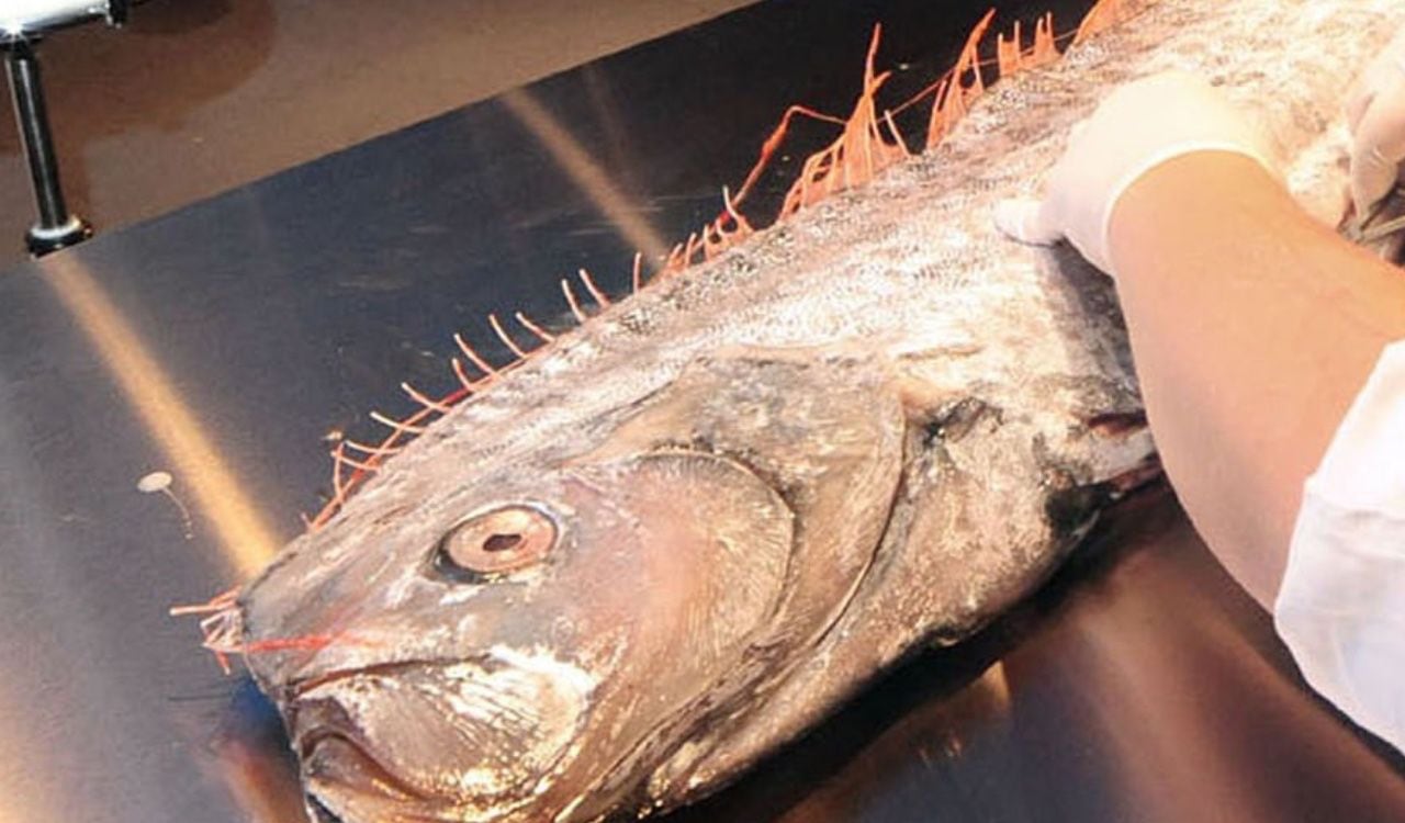 El pez remo encontrado en Ecuador, hace creer que pueda ocurrir un sismo en los próximos días (imagen de referencia)