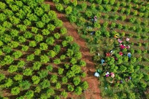 Vista aérea de recolectores de hoja de coca en el departamento del Cauca, Colombia.