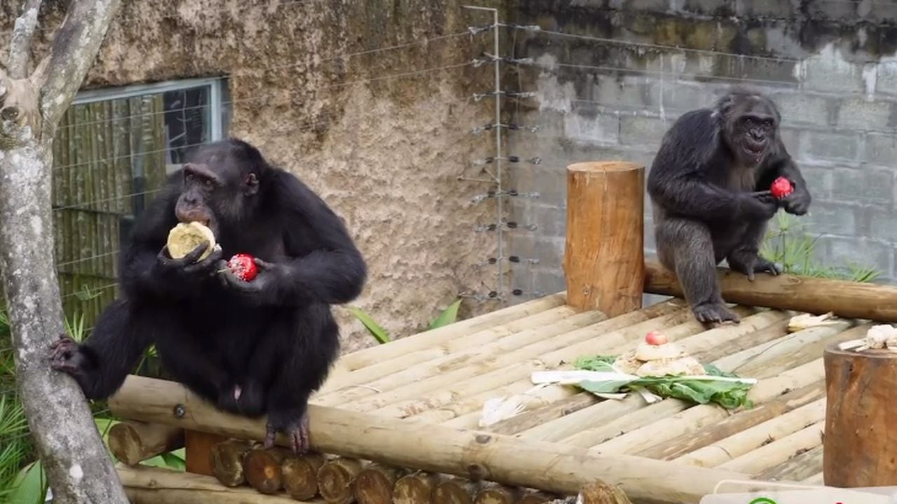 Los chimpancés habían estado por siete años en el Bioparque Ukumarí.