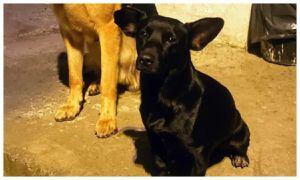 Negro, un perrito adoptado por el CAI Bonilla Aragón en Cali, fue la víctima mortal de un atentado con granada