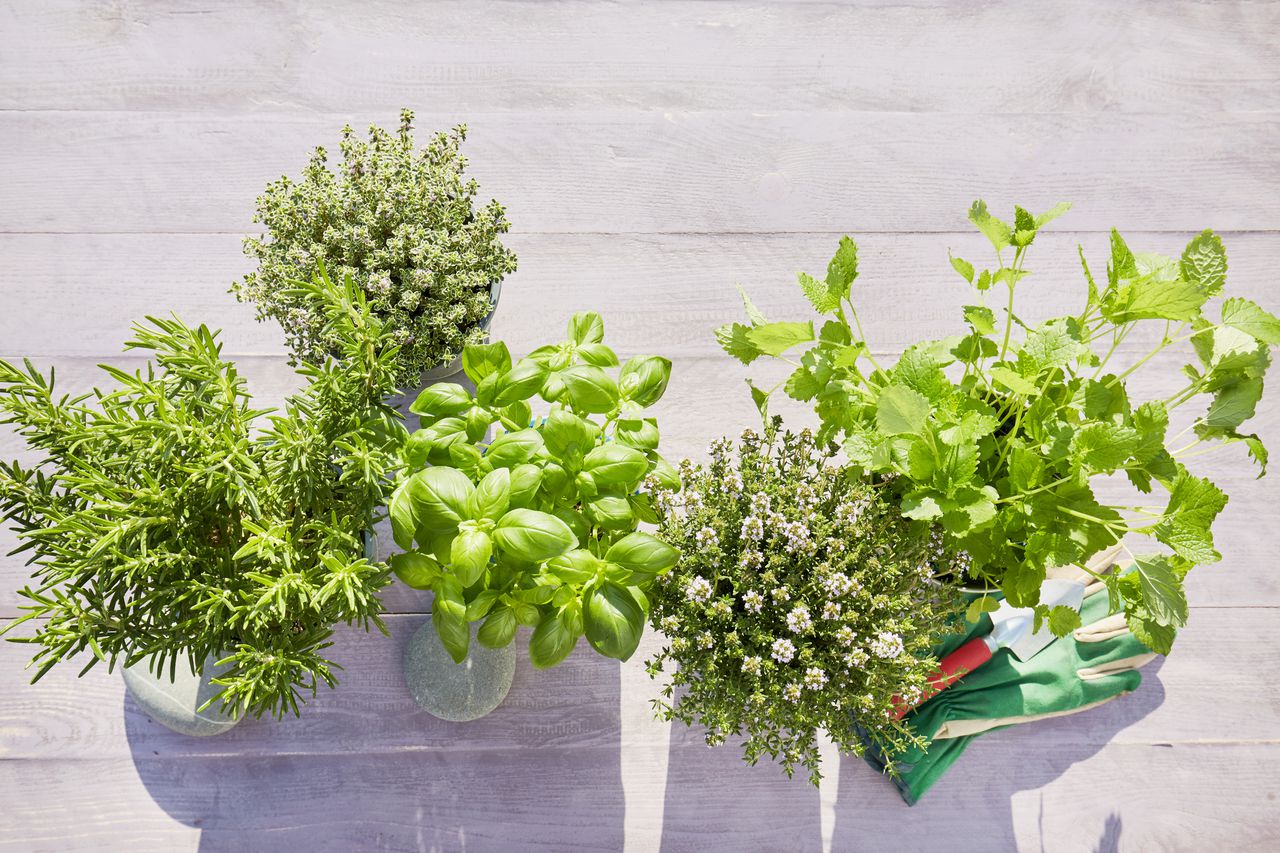 Still life of potted fresh herbs, shovel and garden gloves on wooden background in summer