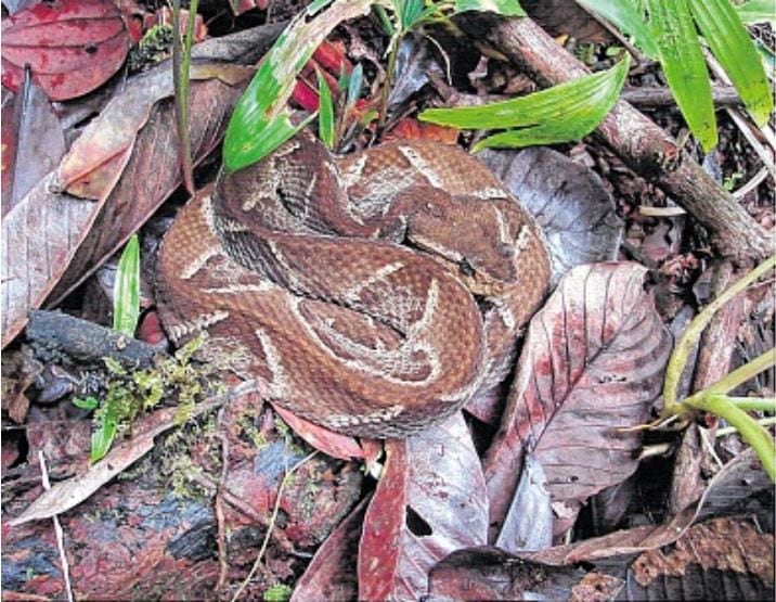 Al menos 50 de las 272 especies de serpientes que existen en Colombia son venenosas, como las de la imagen, que corresponden al género Bothrops. Se estima que cada año 5,4 millones de personas en el mundo sufren mordeduras.