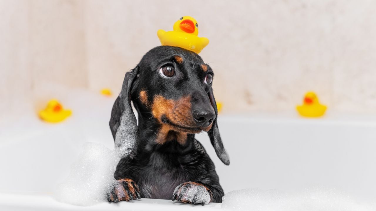 La edad adecuada para bañar a un perro puede variar según diversos factores, y en este artículo, exploraremos estas consideraciones clave.
