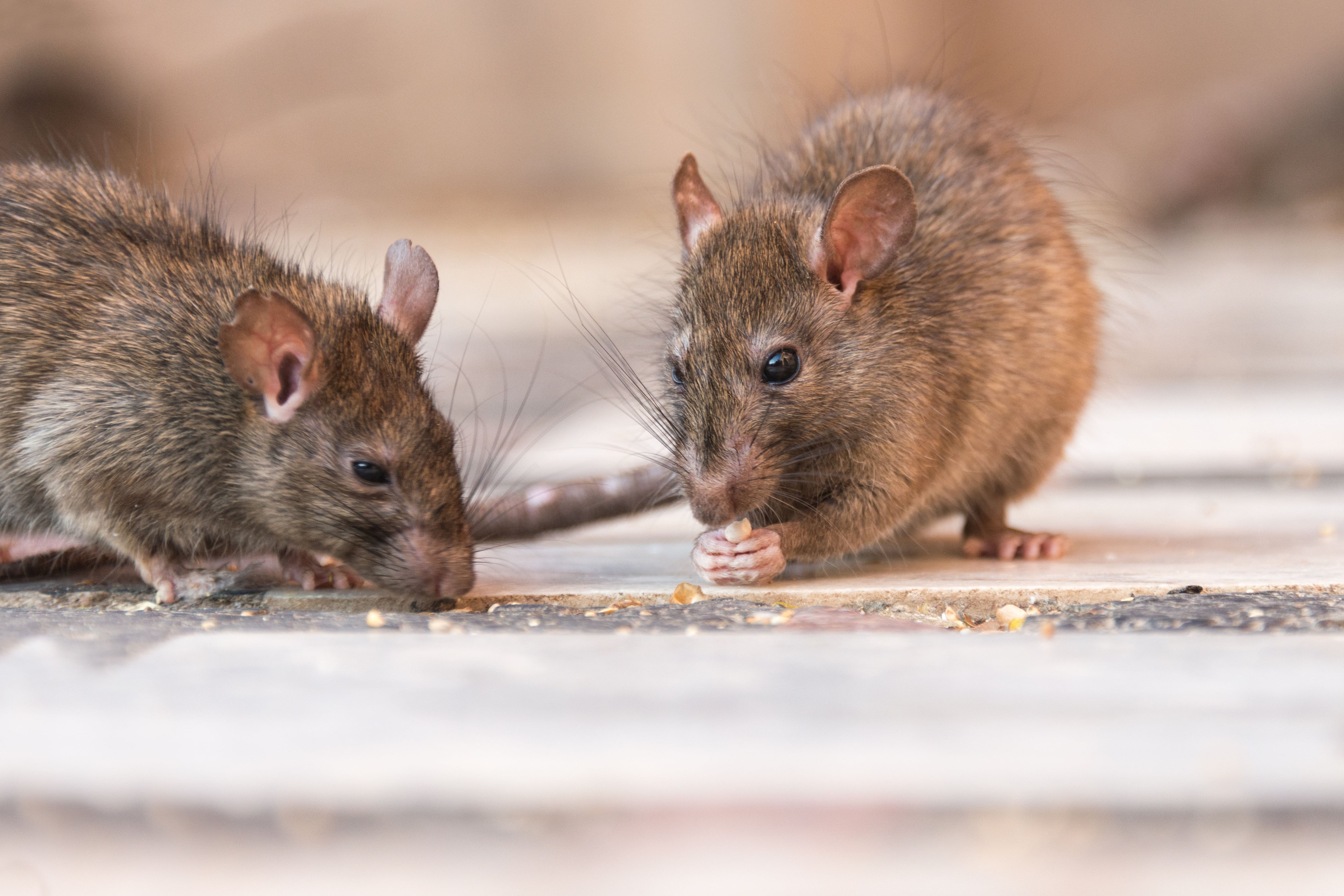 5 métodos caseros para eliminar las ratas de tu casa - El Diario NY