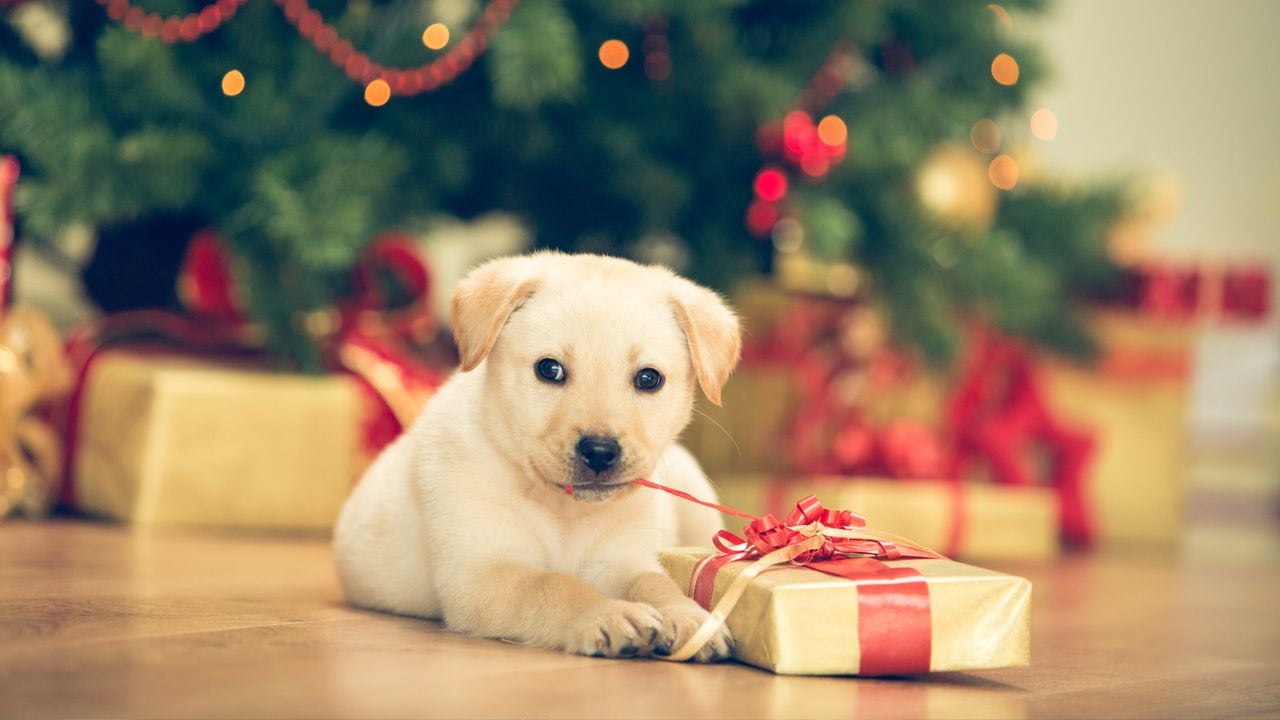 ¿Por qué no regalar ni comprar mascotas en Navidad?