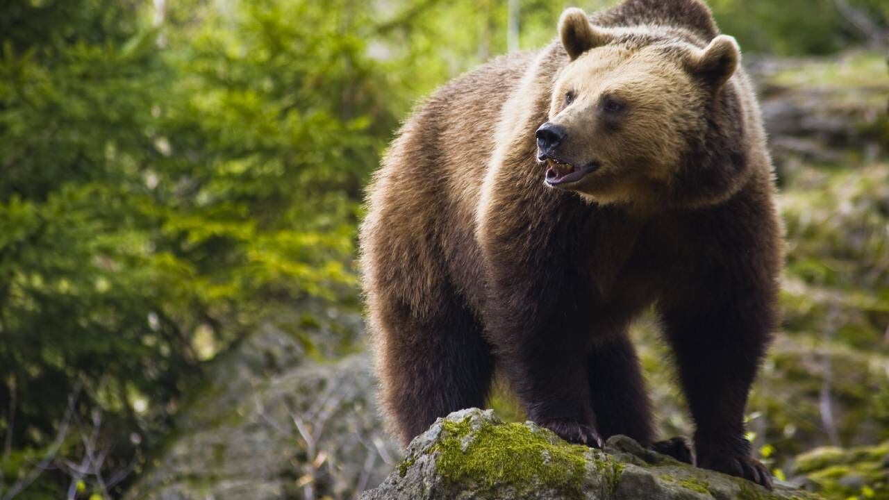 El ecologista era un 'amante' de los osos (imagen de referencia).