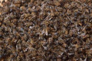 Alcaldía de Tenjo Cundinamarca promueve una campaña para cuidar a las abejas