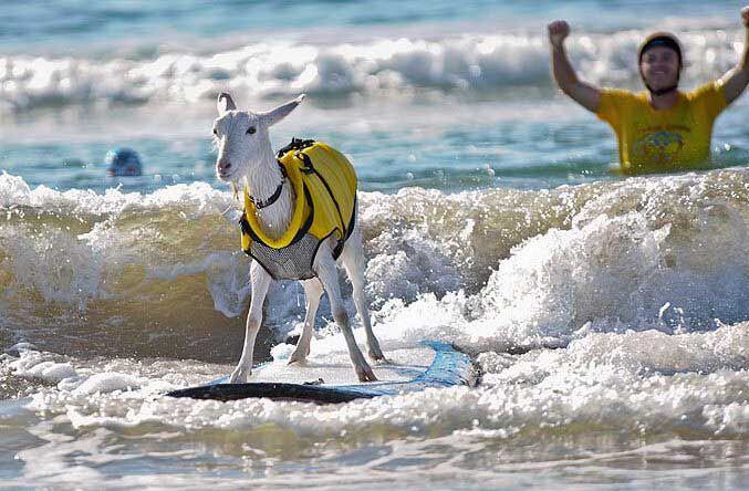 Las imágenes de las cabras sobre una tabla de Surf ha llamado la atención en varias partes del mundo. "Qué ternura", señalan algunas voces.